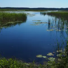 Spokojna tafla wody w rezerwacie przyrody Imielty Ług, otoczona gęstą trzciną i zielenią, odbija błękit nieba.