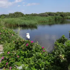 Biały łabędź przy brzegu w rezerwacie przyrody Zatoka Elbląska, otoczony dziką różą i trzcinami.