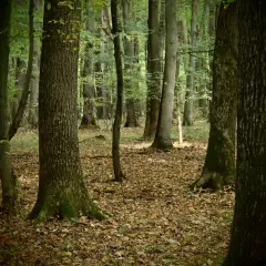 Gęsty las liściasty, ścieżka wśród opadłych liści. W oddali widać drzewa tworzące naturalny krajobraz rezerwatu przyrody Lipówka.