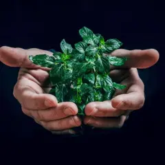 Dłonie trzymające bujną, zieloną miętę. To symbol tego, jak zielony ład na czym polega – troska o naturę i jej zasoby.