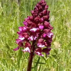 Purpurowa orchidea na tle zielonej łąki. Piękny okaz z rezerwatu przyrody lubelskie.