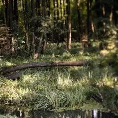 Uroczysko w rezerwacie przyrody Olszynka Grochowska. Powalone drzewo tworzy mostek nad wodą, otoczone bujną zielenią.
