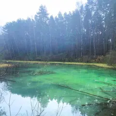 Turkusowa woda w rezerwacie przyrody Dolina Żabnika, otoczona gęstym lasem.