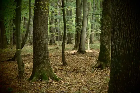 Gęsty las liściasty, ścieżka wśród opadłych liści. W oddali widać drzewa tworzące naturalny krajobraz rezerwatu przyrody Lipówka.
