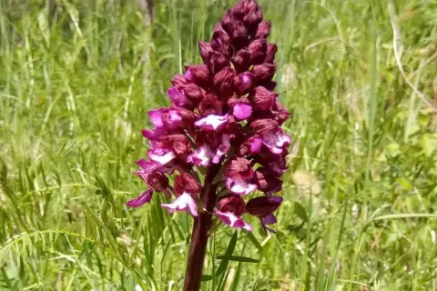 Purpurowa orchidea na tle zielonej łąki. Piękny okaz z rezerwatu przyrody lubelskie.