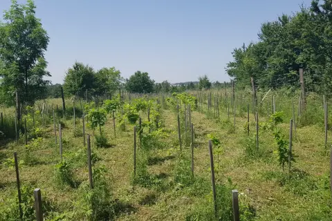 Młode drzewka, być może zagrożone wyginięciem gatunki, rosną w rzędach na łące.
