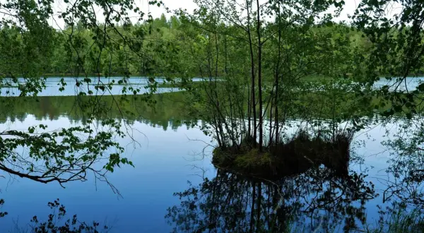 Spokojna tafla wody w rezerwacie przyrody Pełcznica, odbijająca zieleń drzew i niebo.