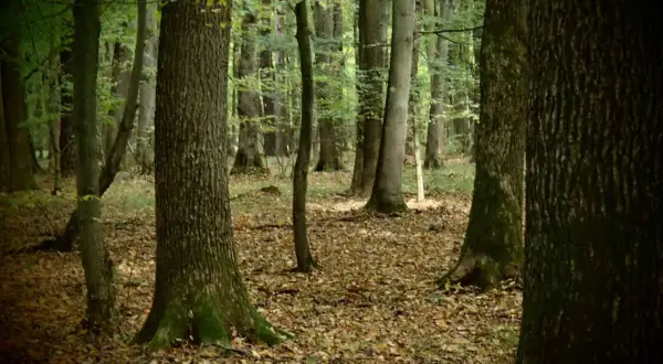 Gęsty las liściasty, ścieżka wśród opadłych liści. W oddali widać drzewa tworzące naturalny krajobraz rezerwatu przyrody Lipówka.