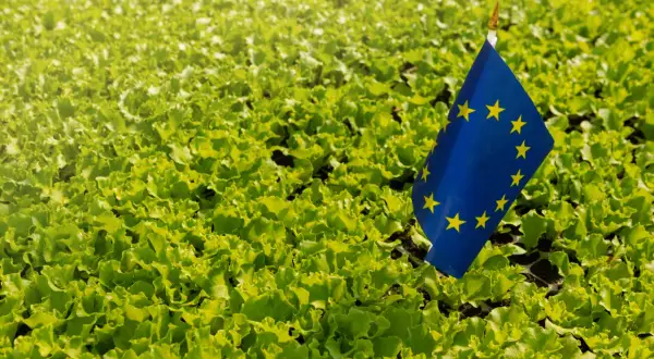 Zielony ład to obietnica zdrowej żywności i zrównoważonego rozwoju. Flaga UE na polu sałaty symbolizuje te wartości.