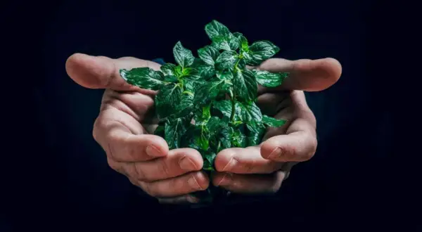 Dłonie trzymające bujną, zieloną miętę. To symbol tego, jak zielony ład na czym polega – troska o naturę i jej zasoby.