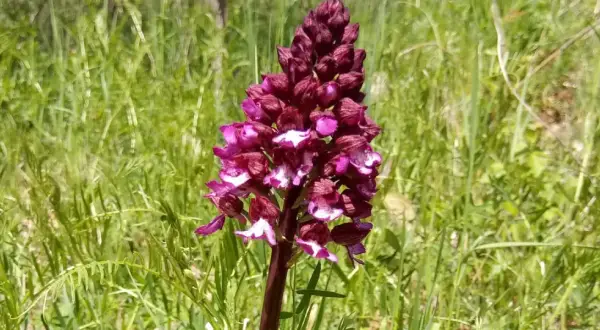 Purpurowa orchidea na tle zielonej łąki. Piękny okaz z rezerwatu przyrody lubelskie.