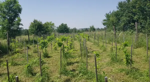 Młode drzewka, być może zagrożone wyginięciem gatunki, rosną w rzędach na łące.