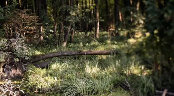 Uroczysko w rezerwacie przyrody Olszynka Grochowska. Powalone drzewo tworzy mostek nad wodą, otoczone bujną zielenią.