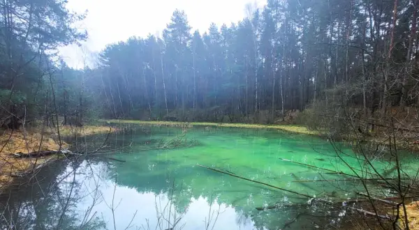 Turkusowa woda w rezerwacie przyrody Dolina Żabnika, otoczona gęstym lasem.
