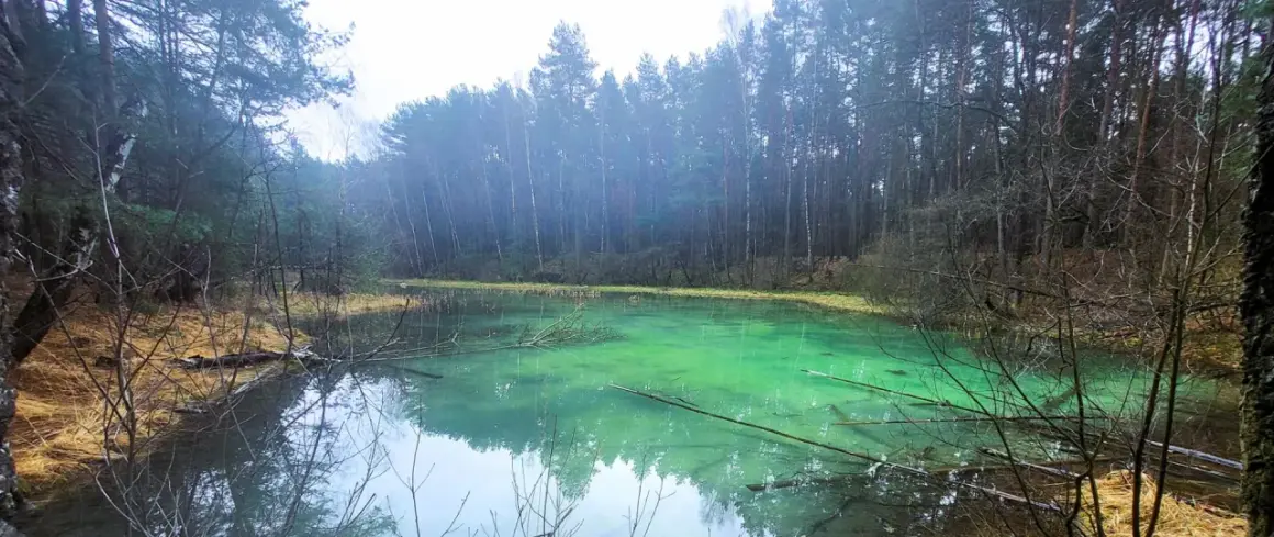Turkusowa woda w rezerwacie przyrody Dolina Żabnika, otoczona gęstym lasem.