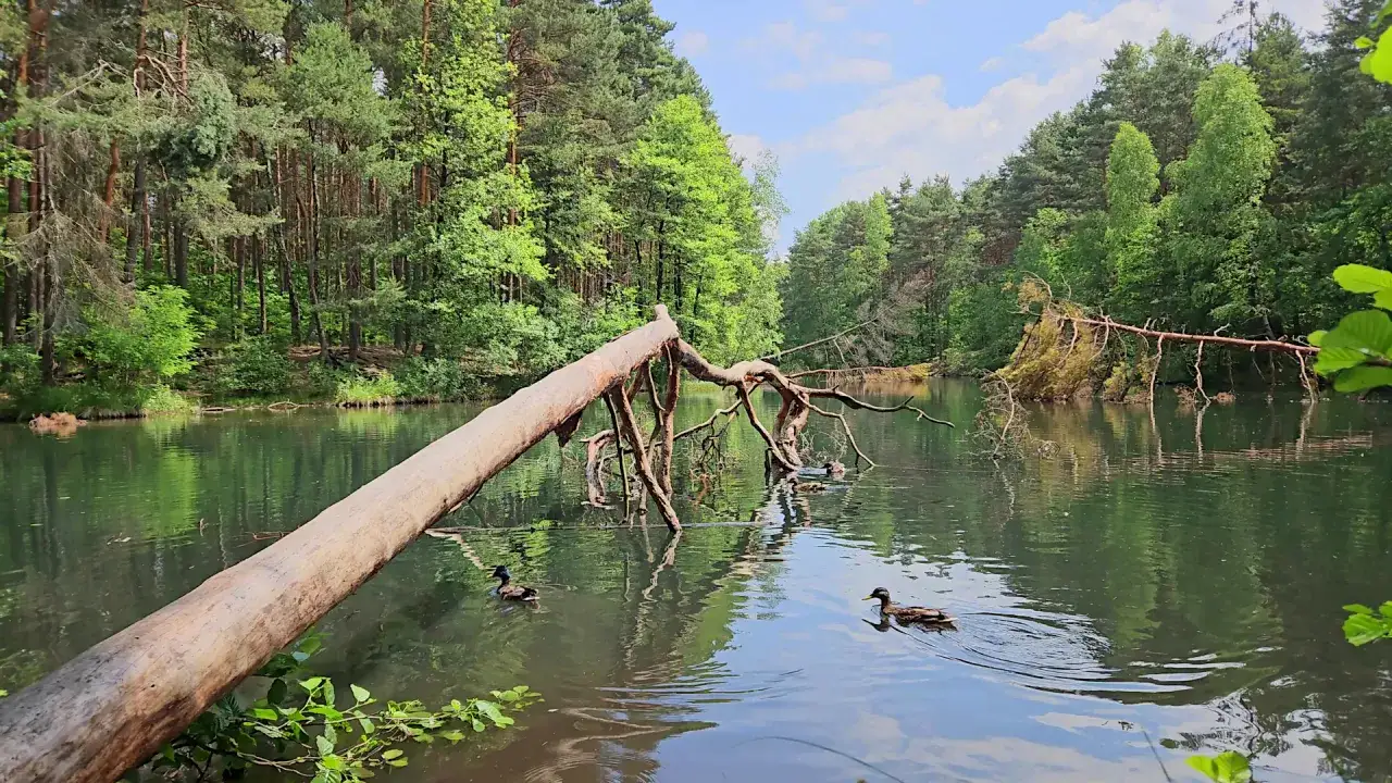 Spokojna tafla wody w rezerwacie przyrody Dolina Żabnika, po której pływają kaczki. Powalony pień drzewa tworzy naturalny pomost.