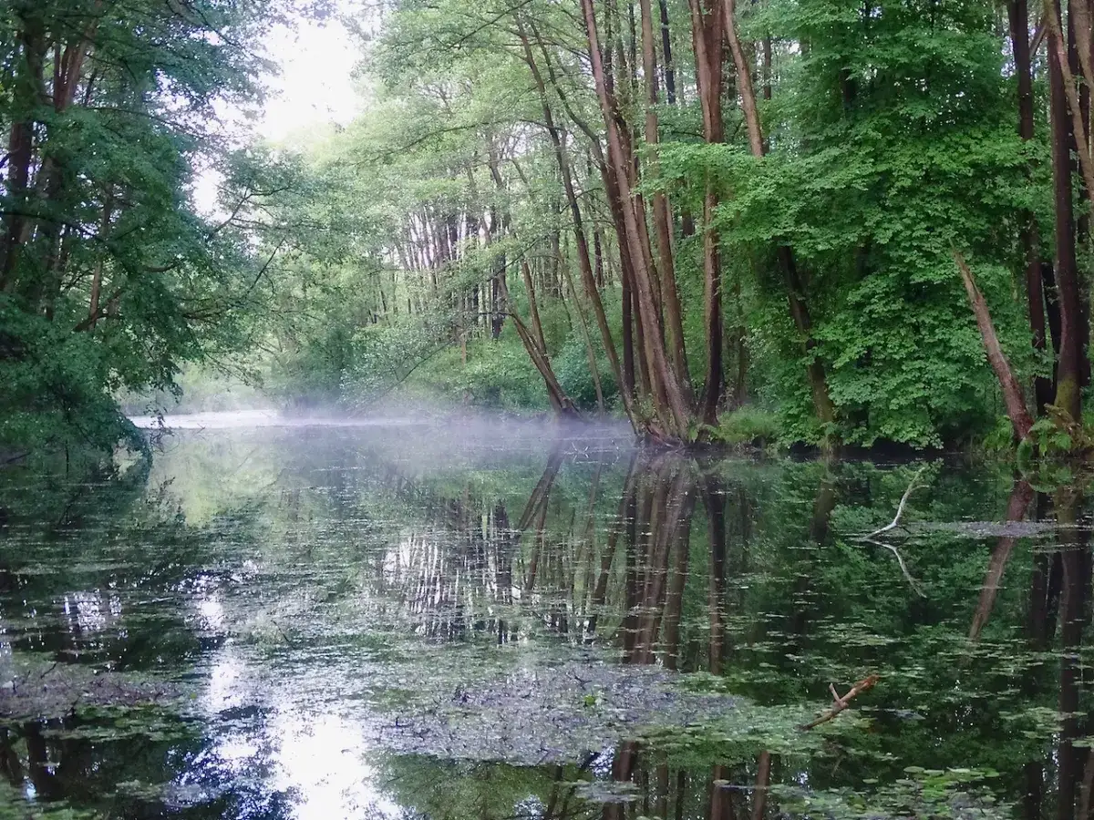 Mglisty poranek nad wodą w rezerwacie przyrody Niebieskie Źródła. Drzewa odbijają się w spokojnej tafli, tworząc magiczny krajobraz.