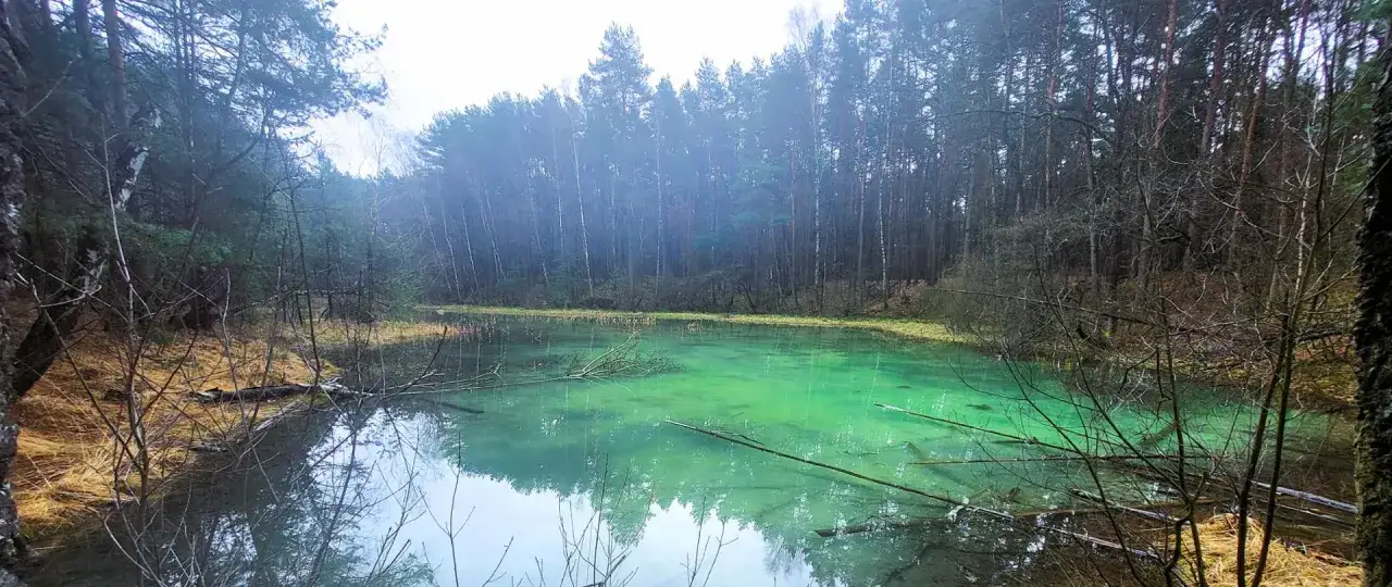 Rezerwat przyrody Dolina Żabnika: turkusowa woda jeziora otoczona lasem, gałęzie unoszą się na powierzchni.
