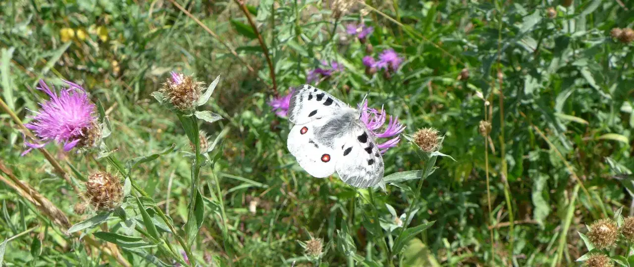 Motyl Apolon na kwiecie ostrożenia. Te piękne stworzenia są symbolem tego, jakie rośliny są zagrożone wyginięciem, bo ich siedliska zanikają.
