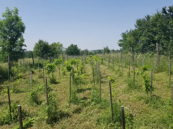 Młode drzewka, być może zagrożone wyginięciem gatunki, rosną w rzędach na łące.